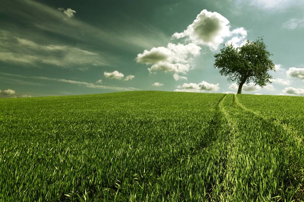 Grado en Ingeniería Agraria, Forestal y del Medio Natural o Ciencias Ambientales